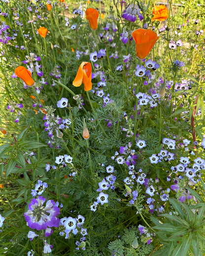 Pollinator Flowers - California Wildflower Mix