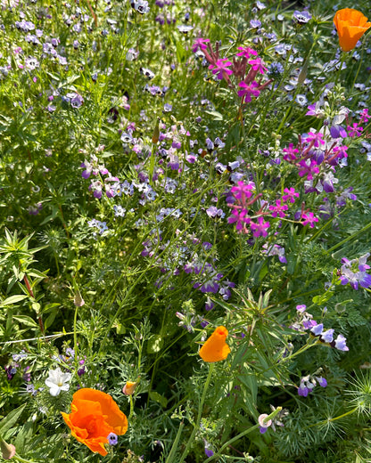 Pollinator Flowers - California Wildflower Mix