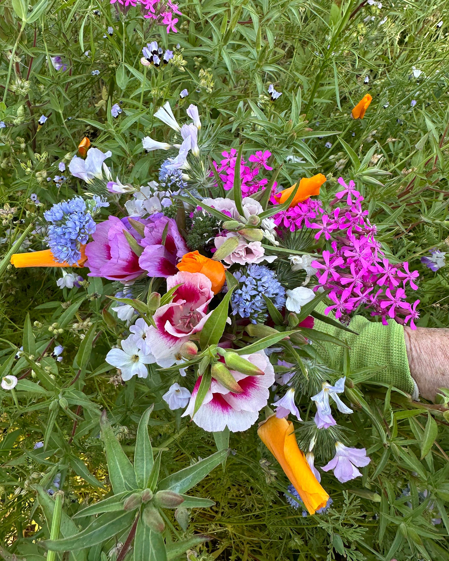Pollinator Flowers - California Wildflower Mix