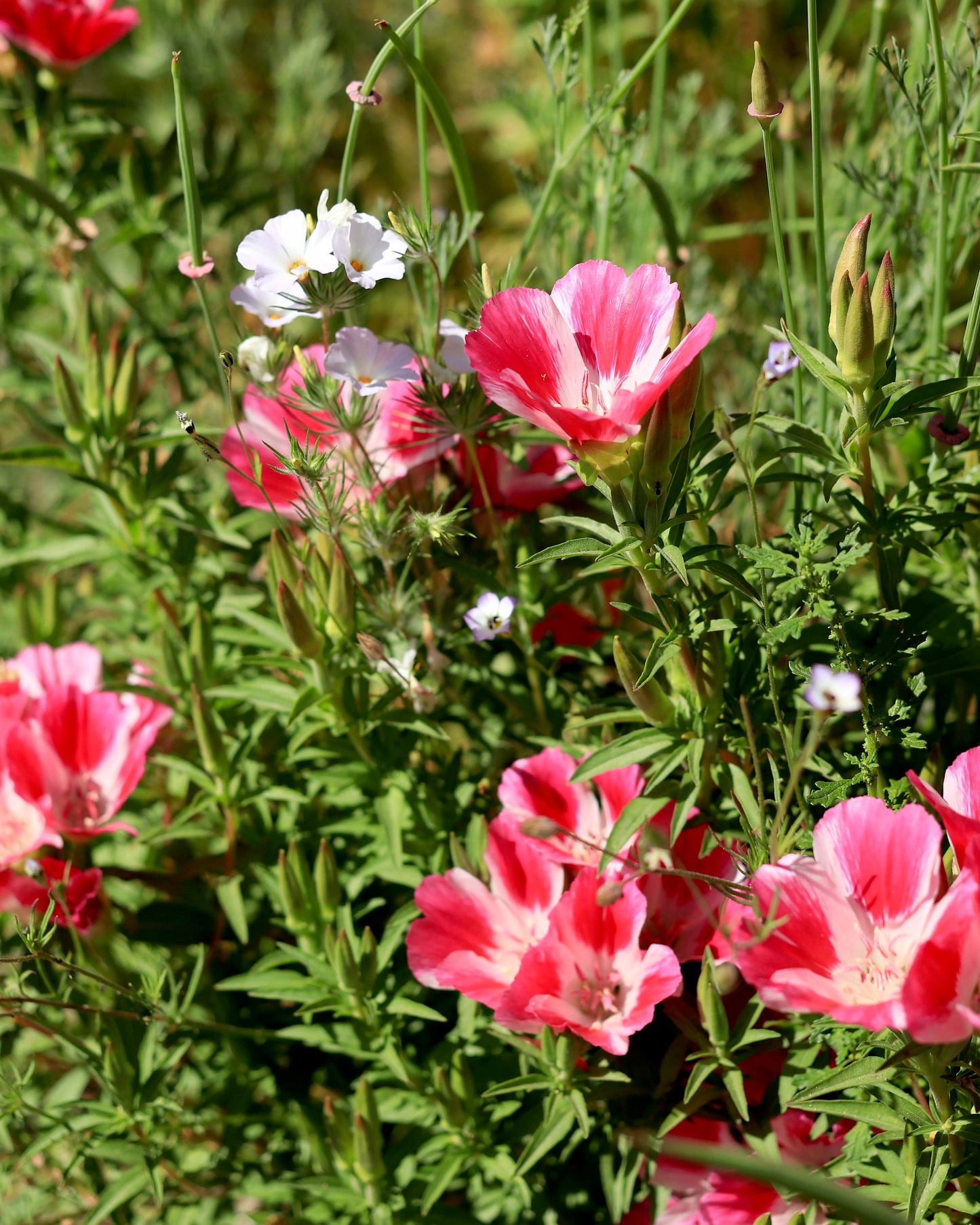 Pollinator Flowers - California Wildflower Mix