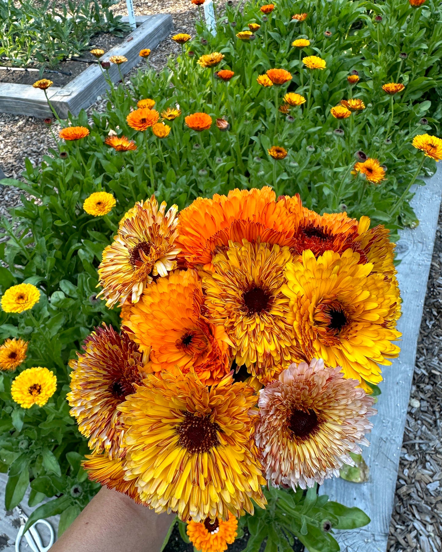 Butterfly Calendula - Touch of Red