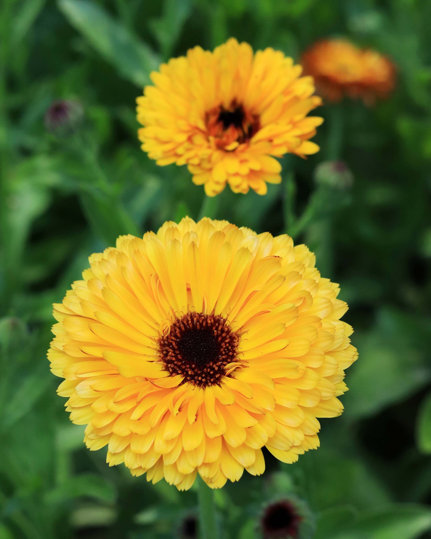 Butterfly Calendula - Touch of Red