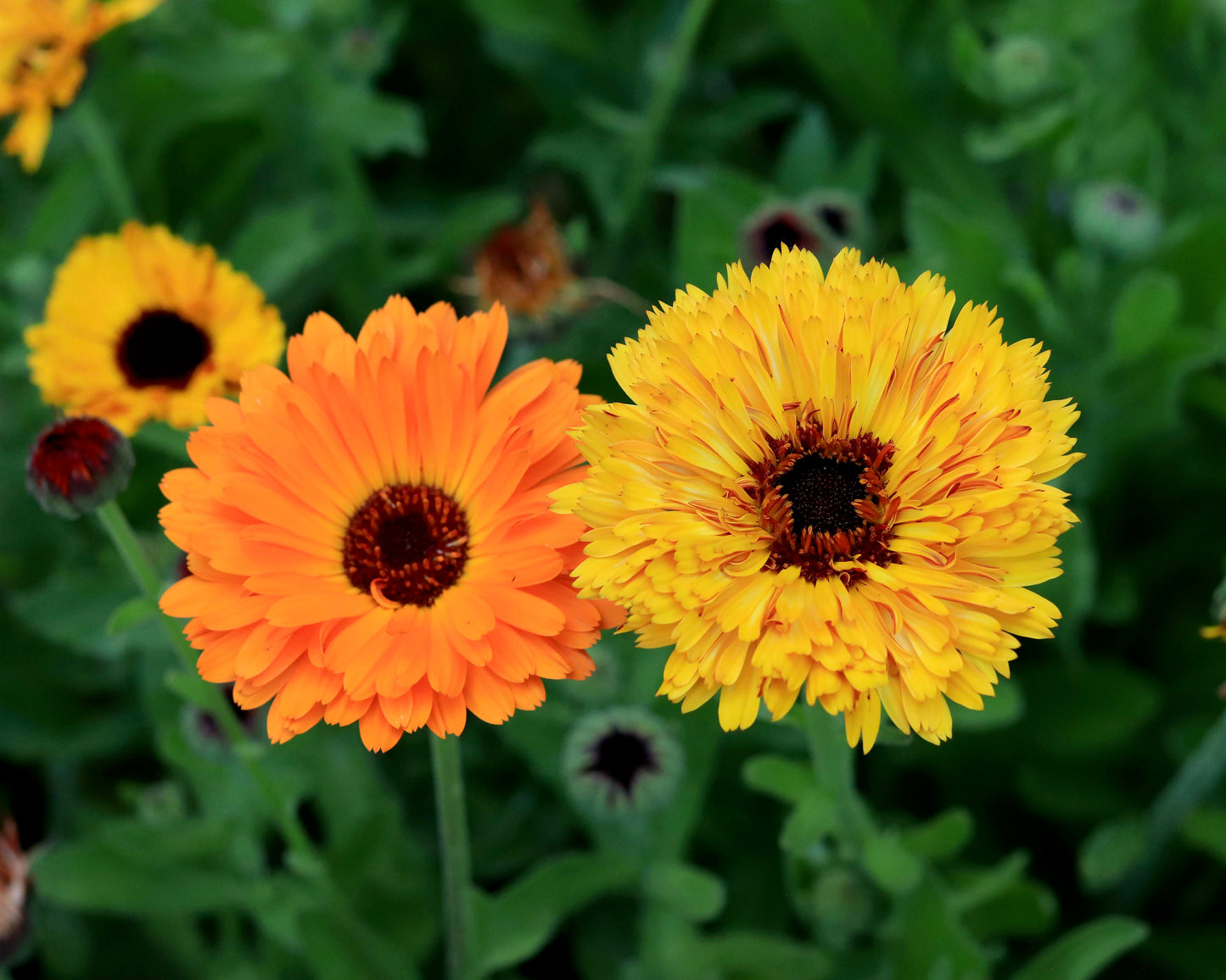 Butterfly Calendula - Touch of Red