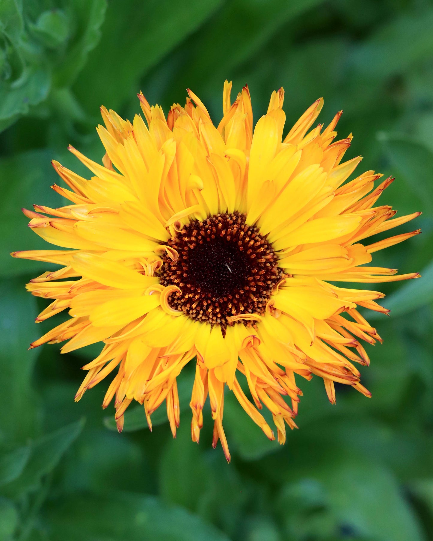 Butterfly Calendula - Touch of Red