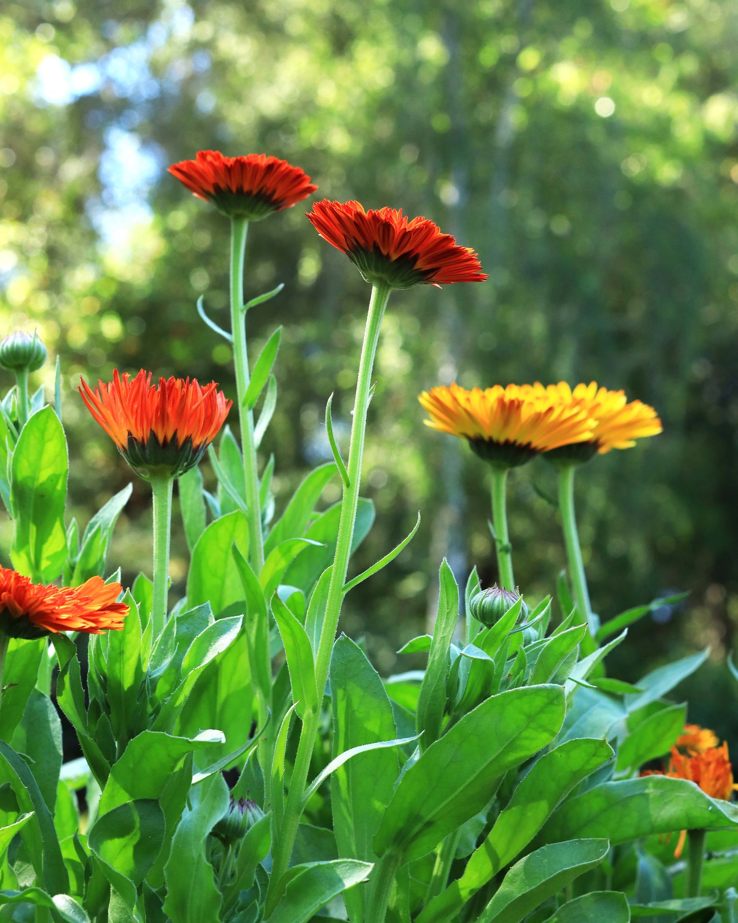 Butterfly Calendula - Touch of Red