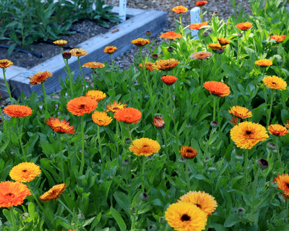 Butterfly Calendula - Touch of Red