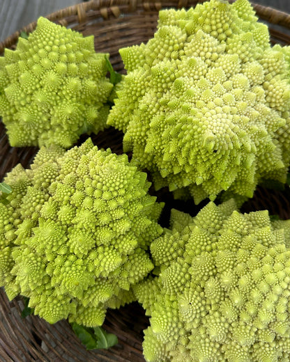 Romanesco Cauliflower - Veronica