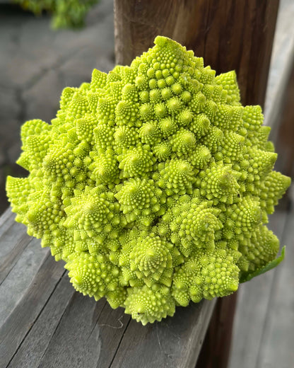 Romanesco Cauliflower - Veronica