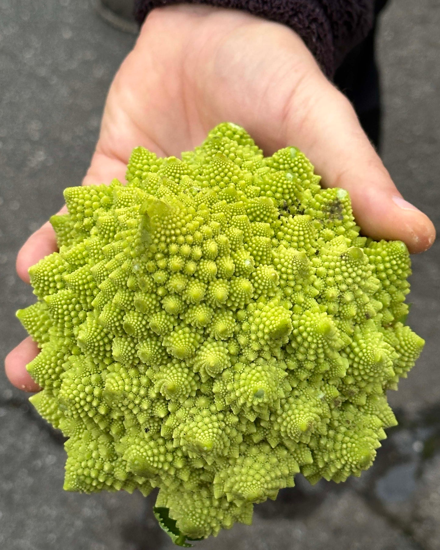 Romanesco Cauliflower - Veronica
