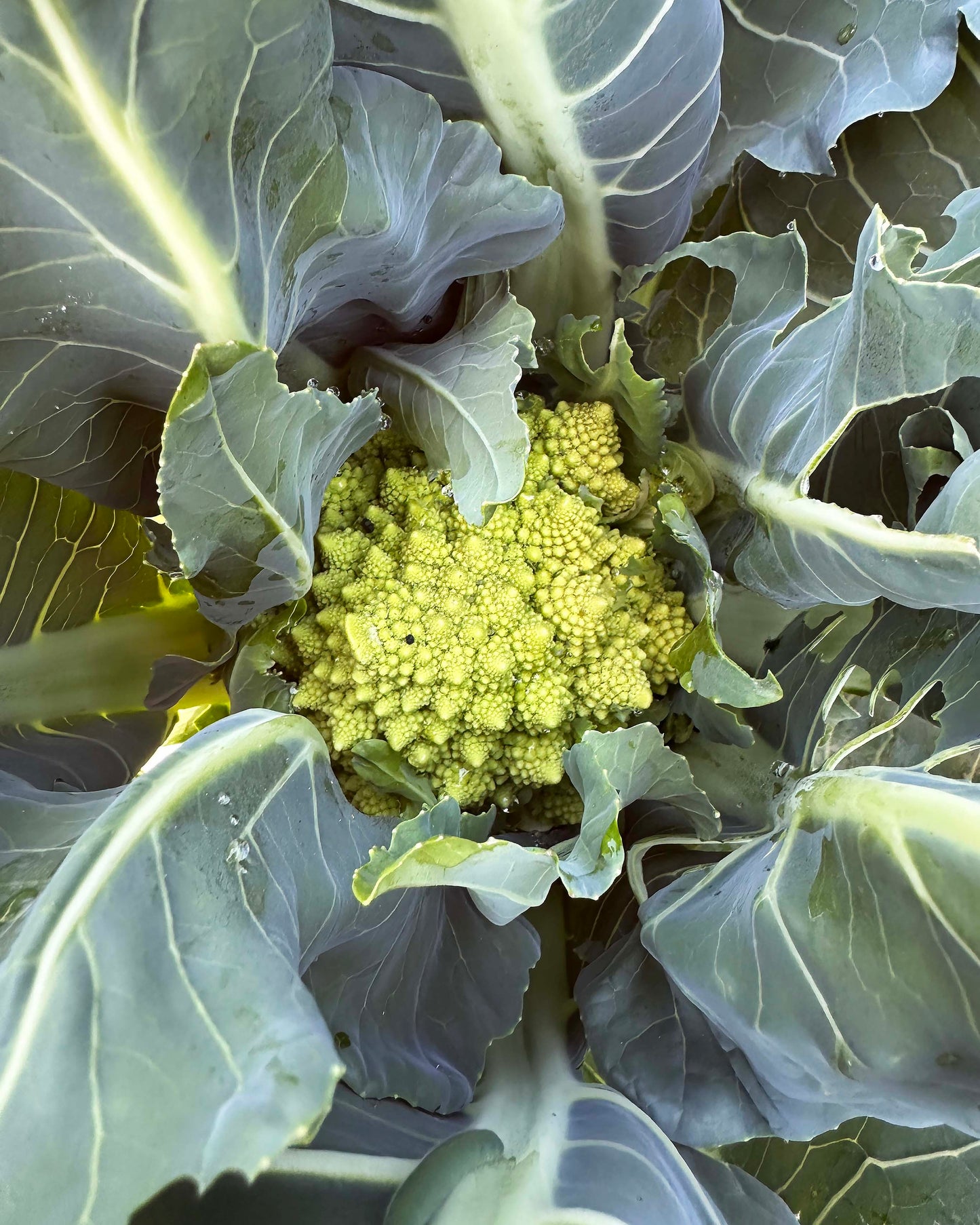 Romanesco Cauliflower - Veronica