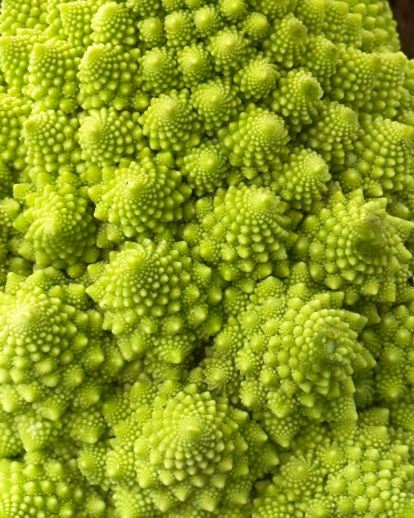 Romanesco Cauliflower - Veronica