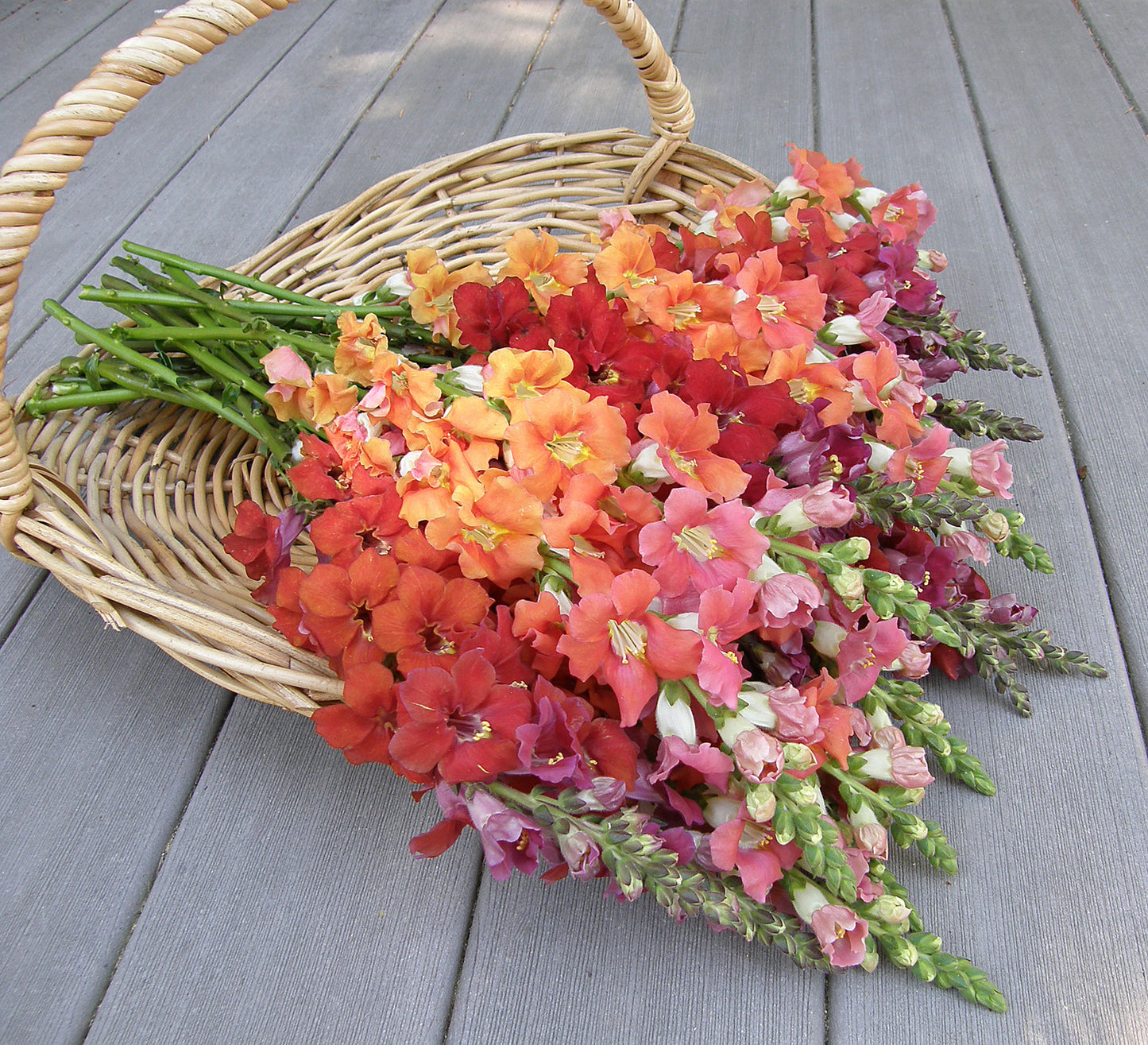 Chantilly Summer Flame