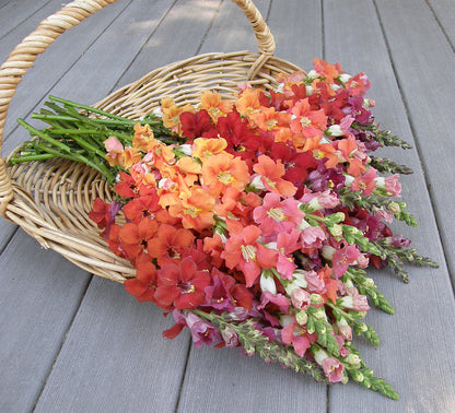 Chantilly Summer Flame