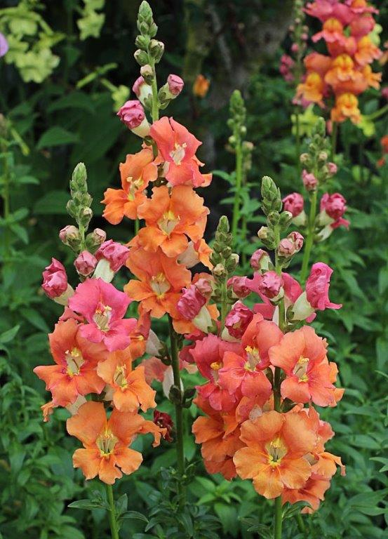Chantilly Summer Flame