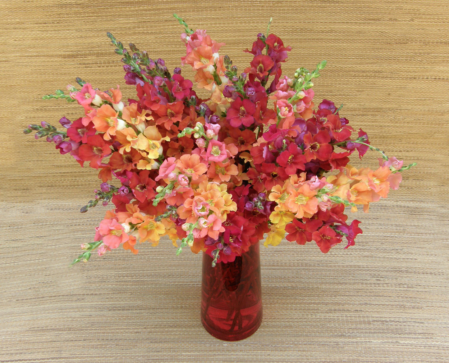 Chantilly Summer Flame