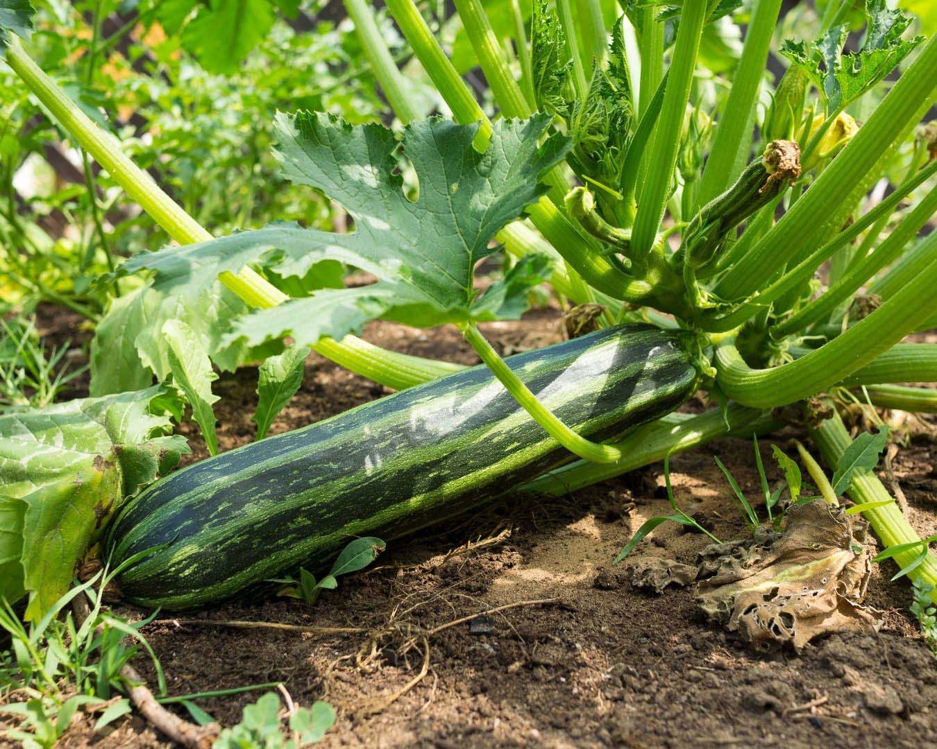 Heirloom Italian Zucchini - Classic Cocozelle Organic