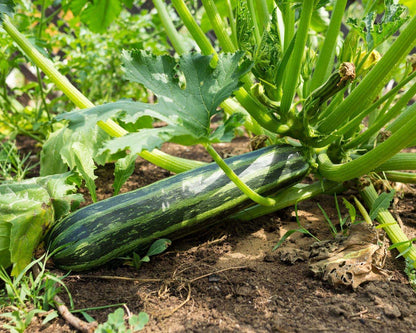 Heirloom Italian Zucchini - Classic Cocozelle Organic