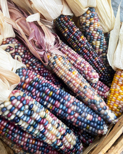 Heirloom Ornamental Corn - Glass Gem