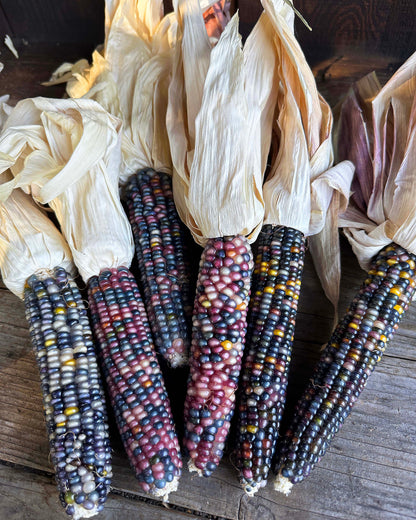 Heirloom Ornamental Corn - Glass Gem