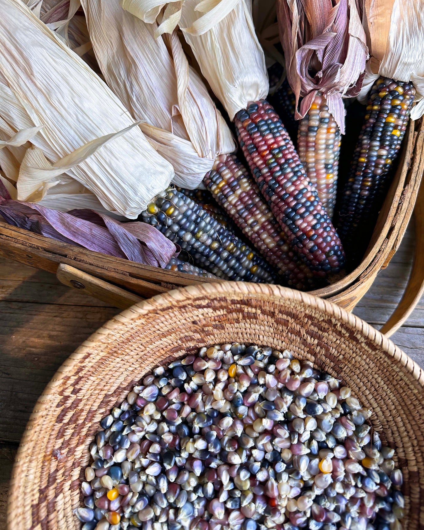 Heirloom Ornamental Corn - Glass Gem