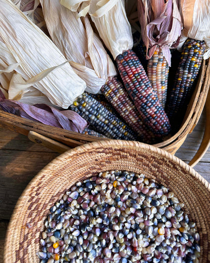 Heirloom Ornamental Corn - Glass Gem