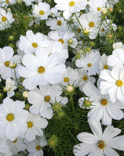 Bonus Pack - Seeds for A Butterfly Garden