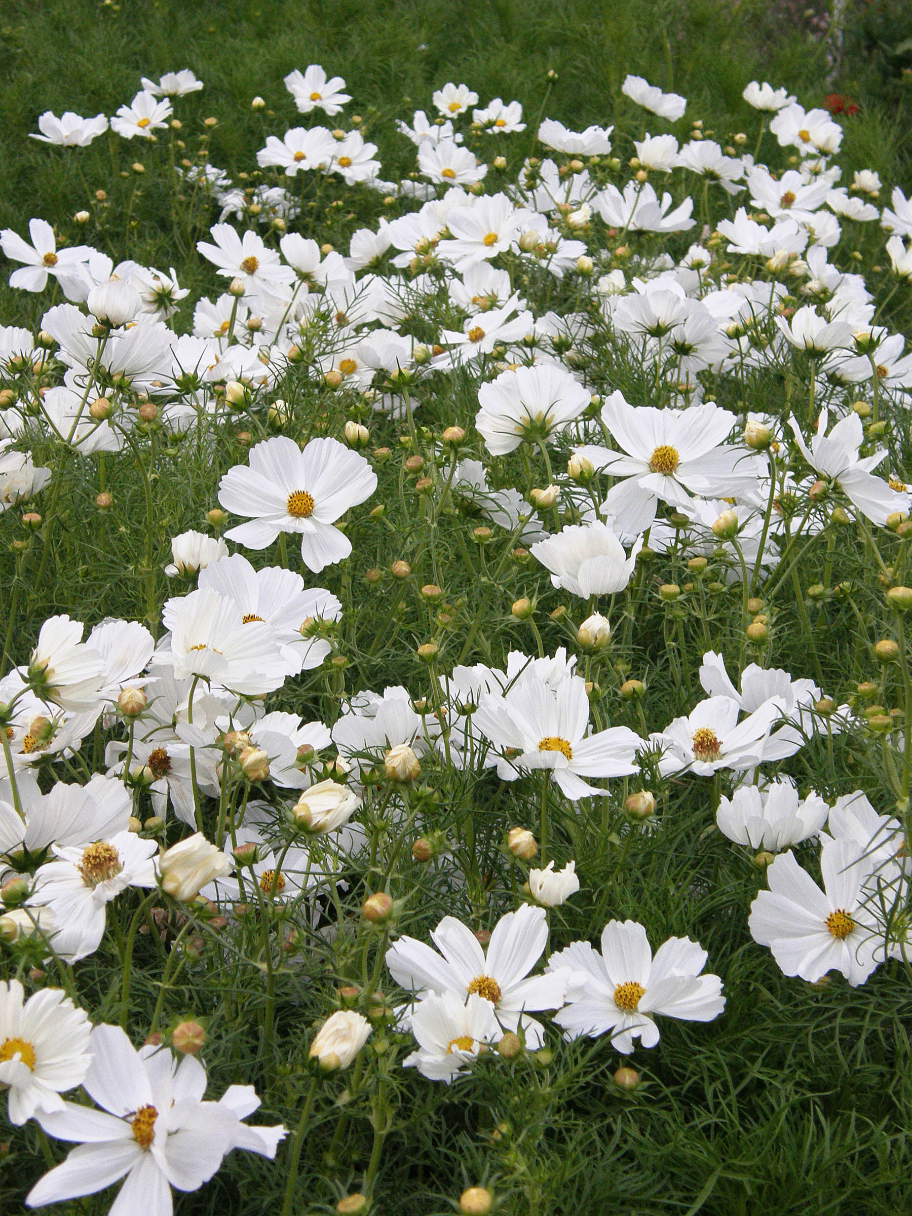 Snow Sonata' Knee-High White Cosmos – Renee's Garden