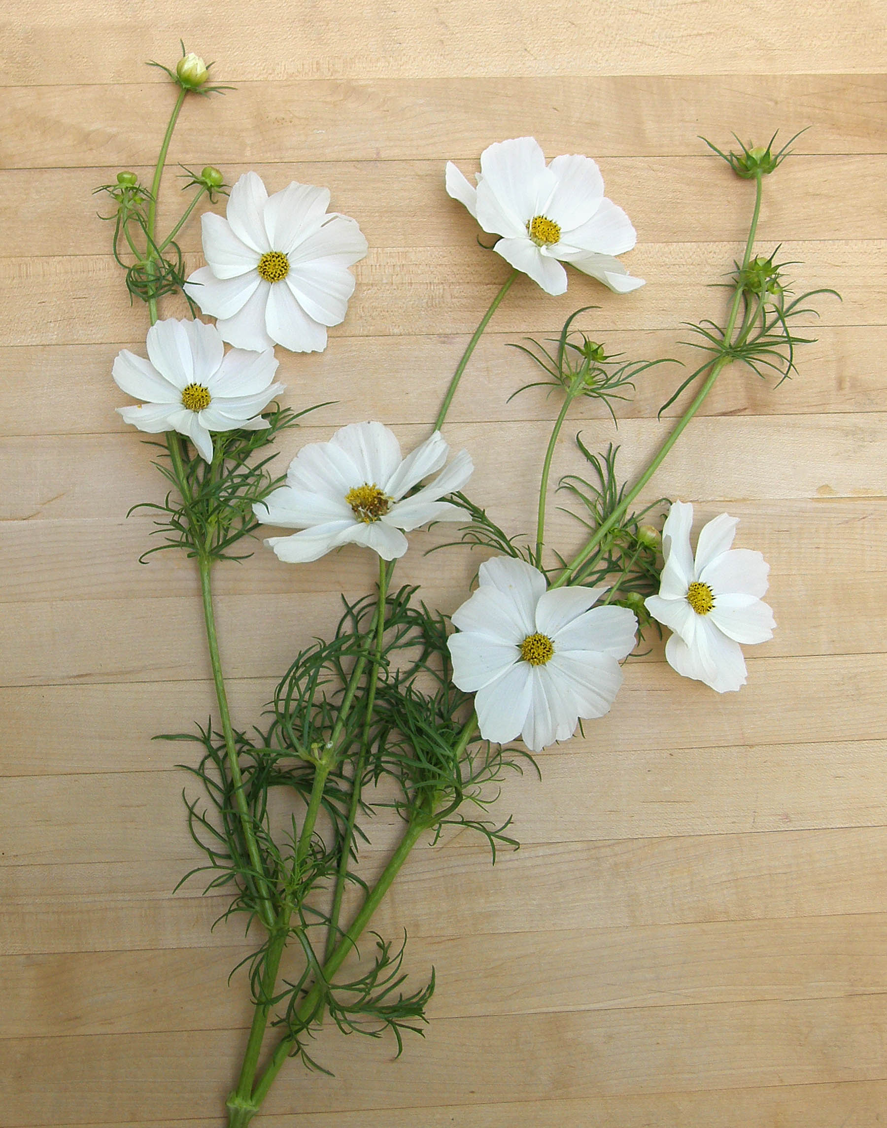 Snow Sonata' Knee-High White Cosmos – Renee's Garden