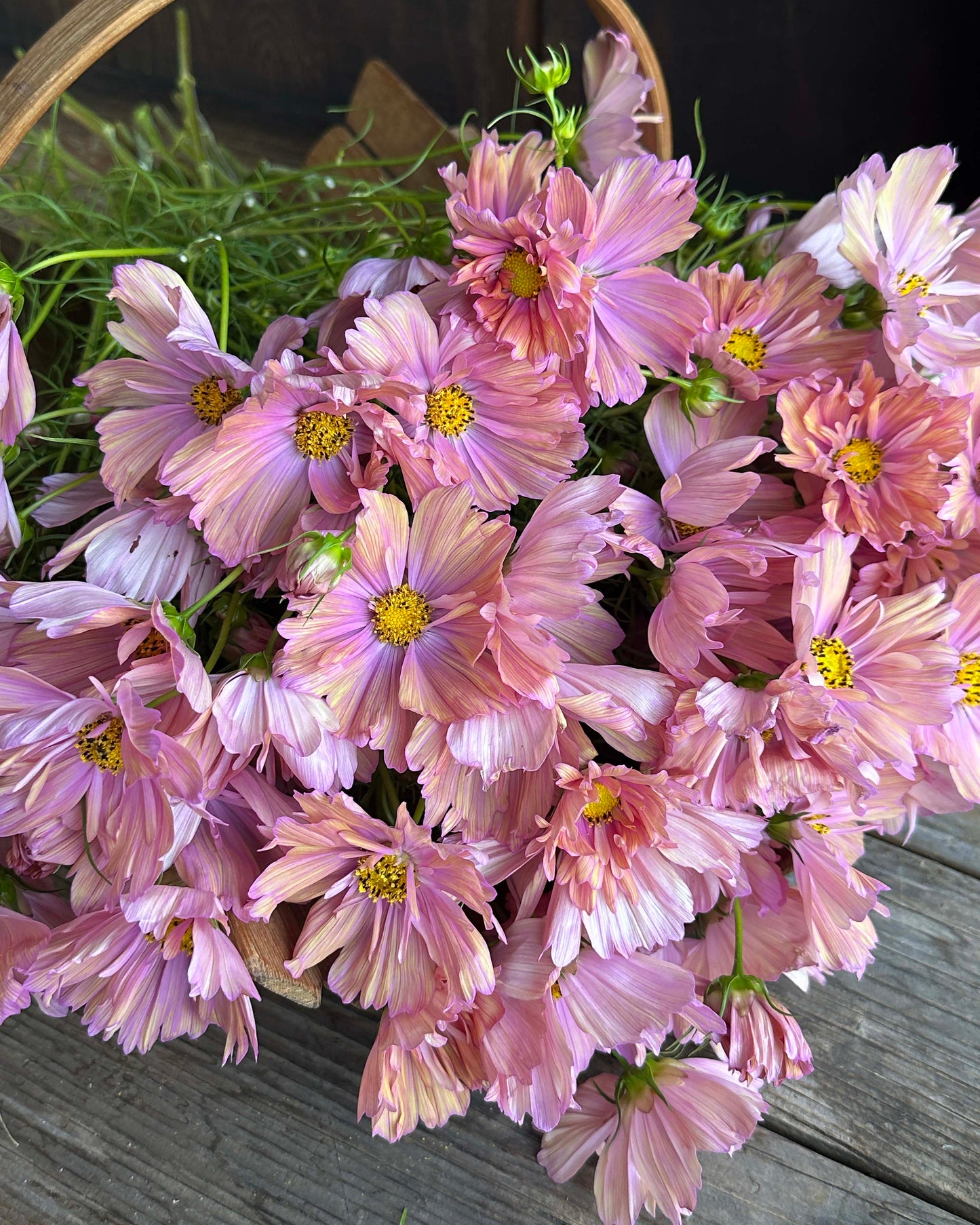Bouquet Cosmos - Apricotta