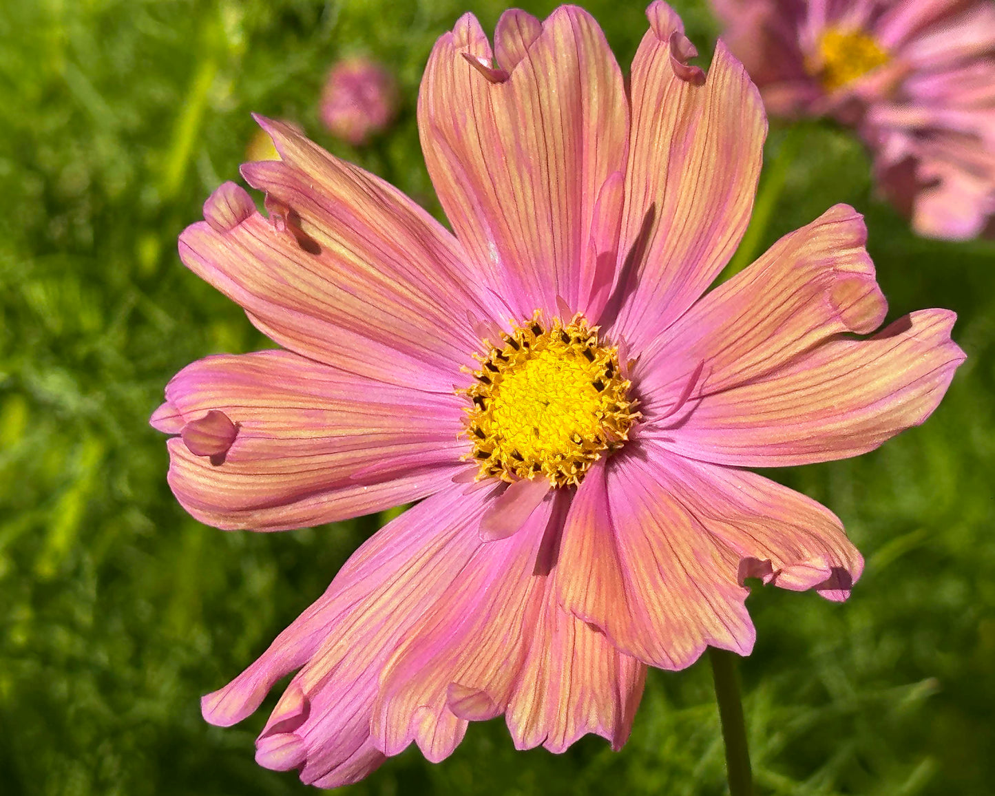 Bouquet Cosmos - Apricotta