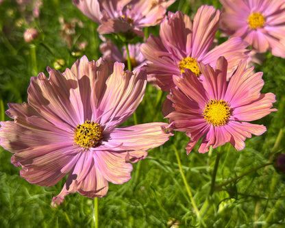 Bouquet Cosmos - Apricotta