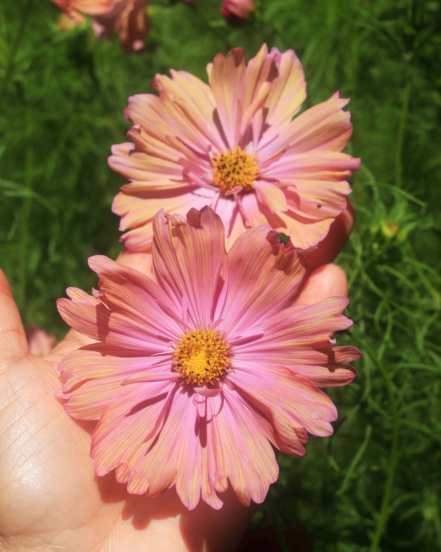 Bouquet Cosmos - Apricotta