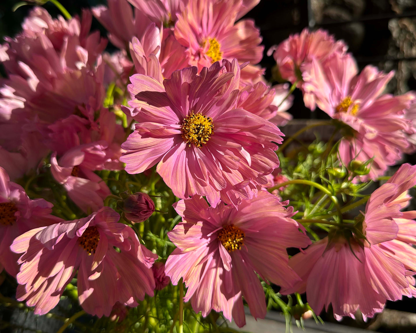 Bouquet Cosmos - Apricotta