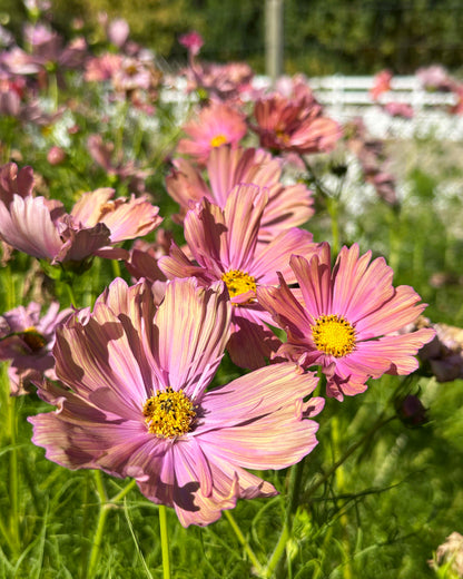 Bouquet Cosmos - Apricotta