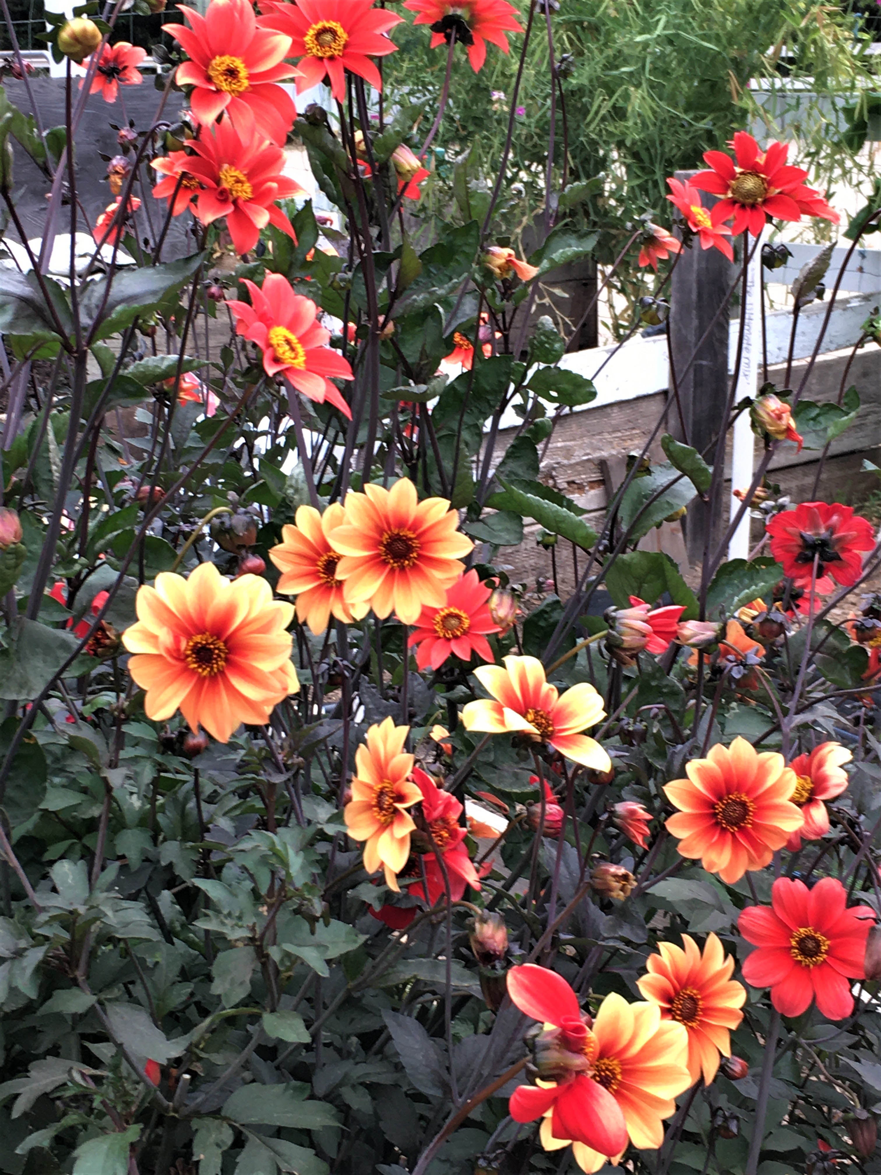 テディとスイカ&紫陽花のフォーチューンリース Blazing Saddles' Pollinator Dahlias – Renee's Garden