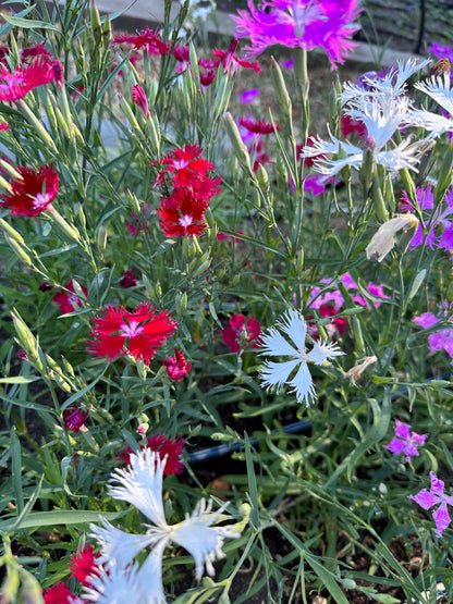 Fragrant Dianthus - Lace Perfume