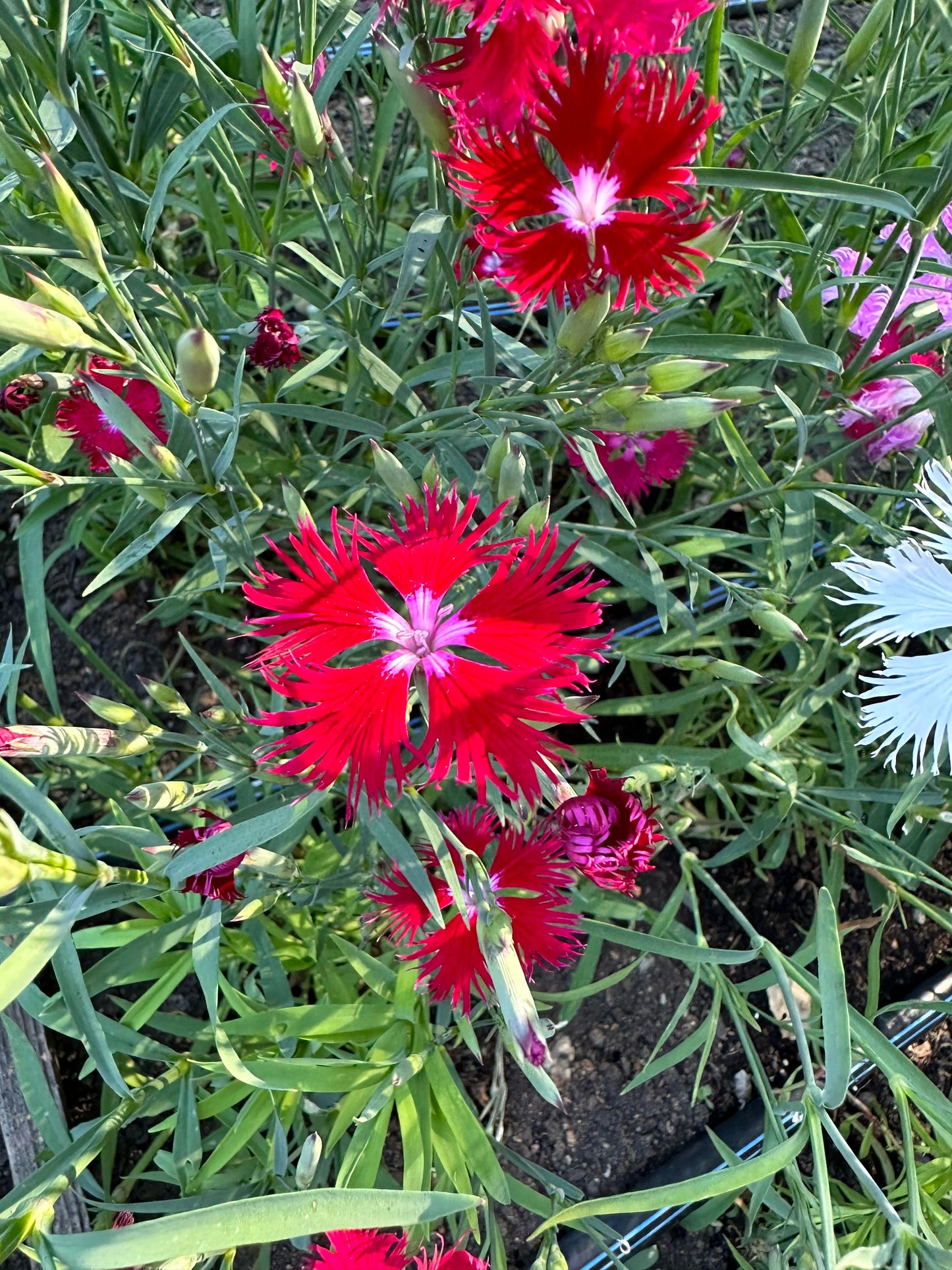 Fragrant Dianthus - Lace Perfume