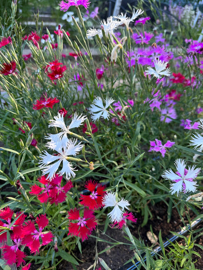 Fragrant Dianthus - Lace Perfume