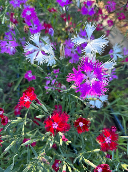 Fragrant Dianthus - Lace Perfume
