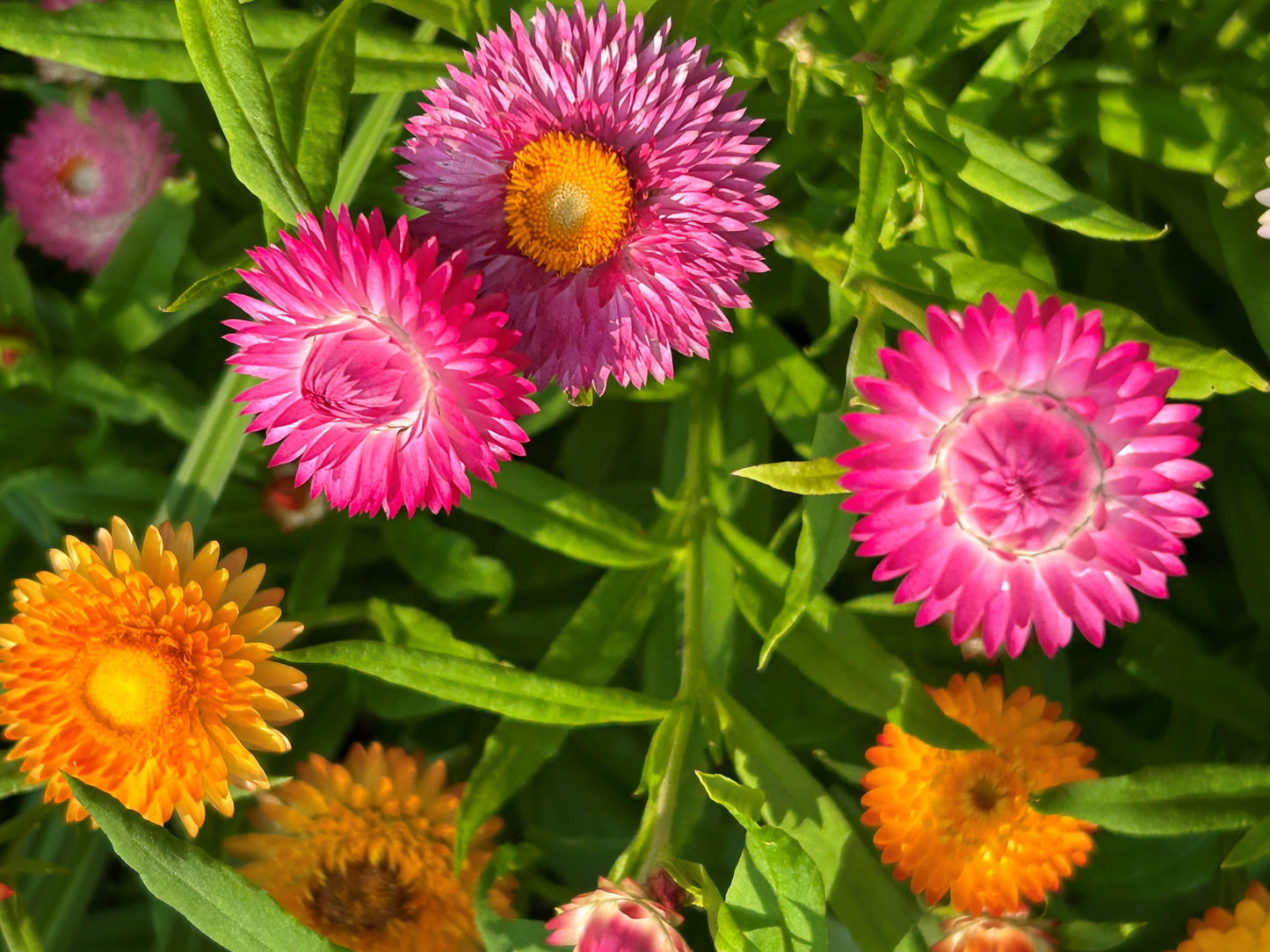 Dwarf Strawflower - Rainbow Bouquet
