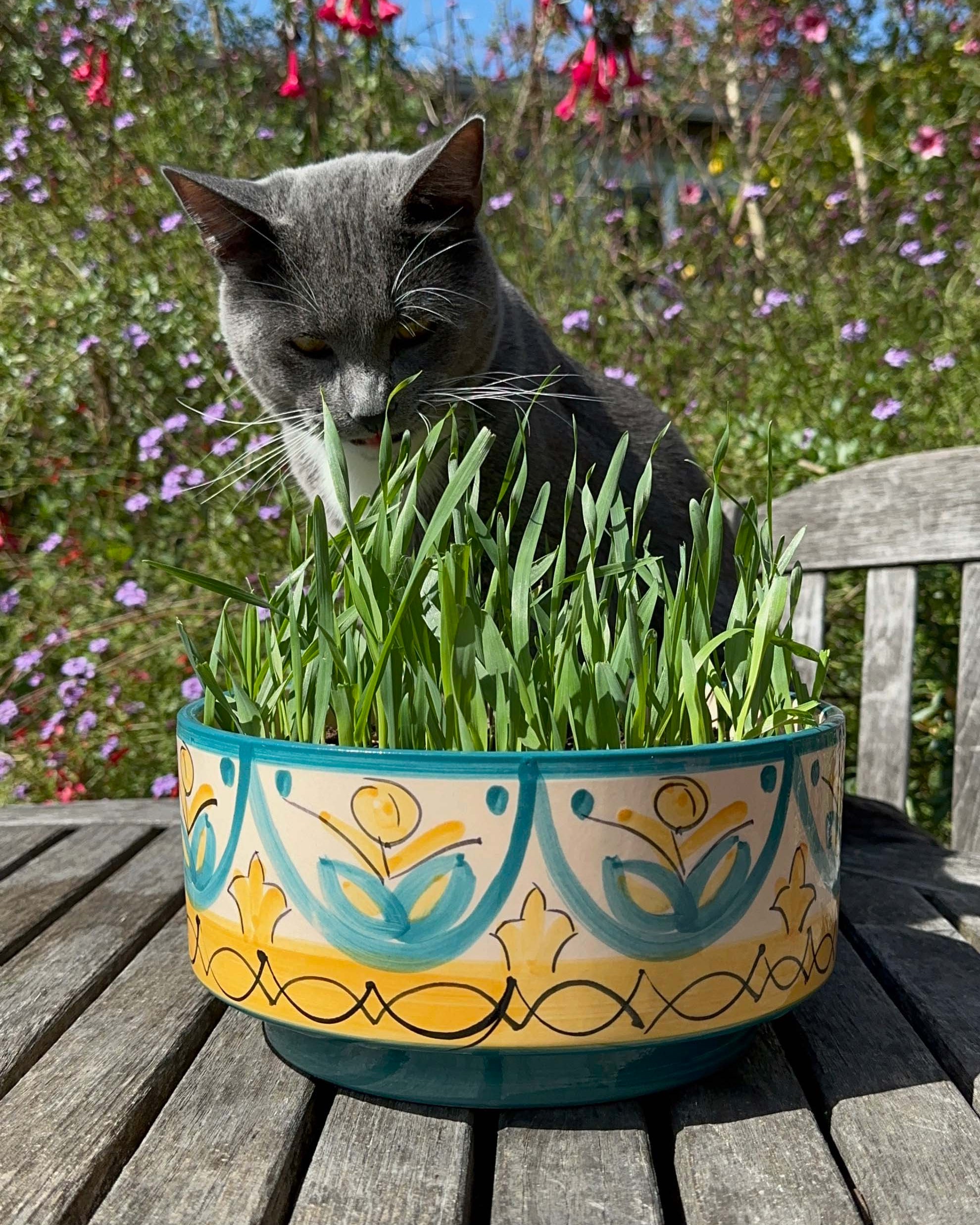 Four Grass Mix' Kitty Queen's – Renee's Garden