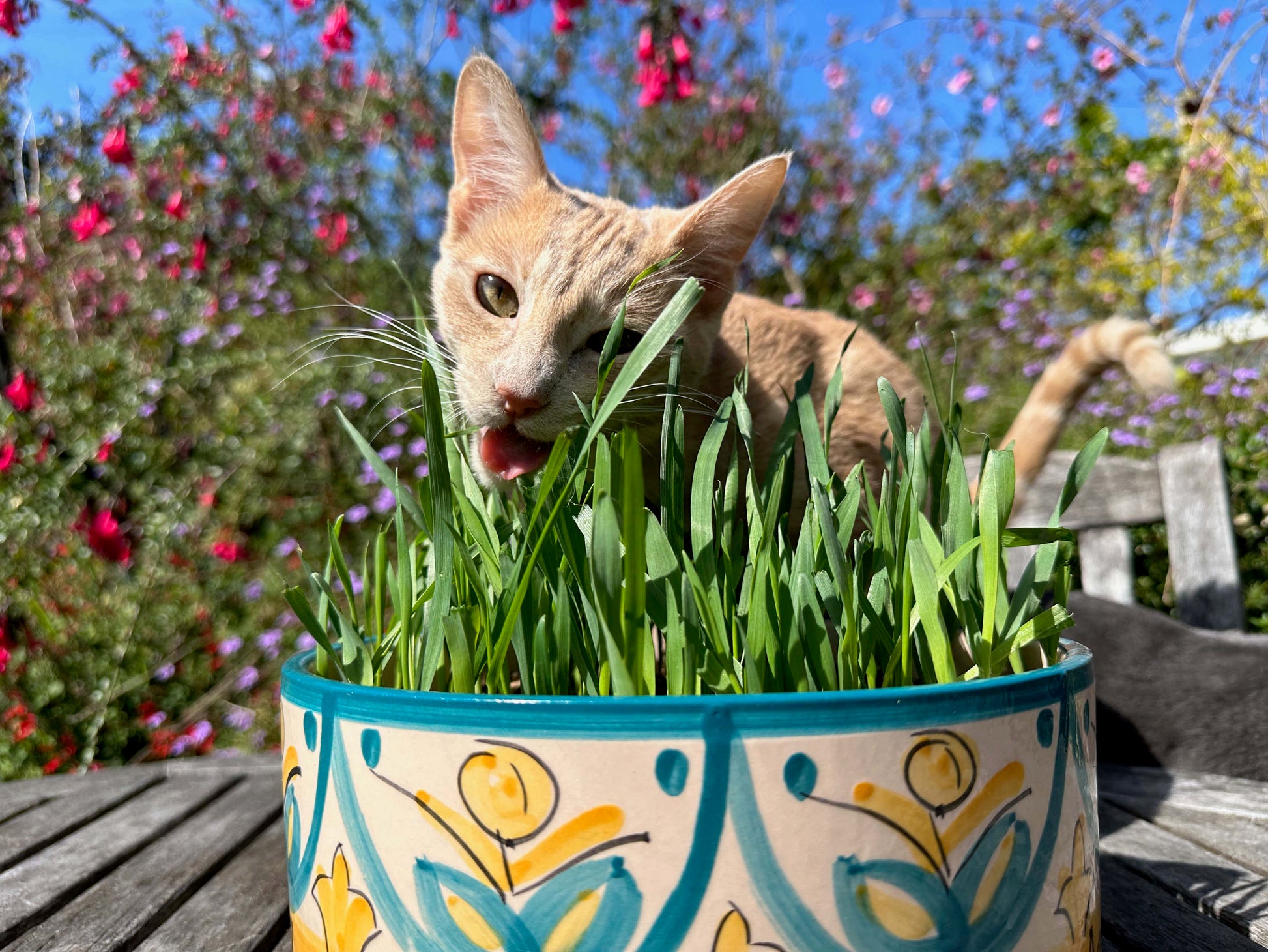 potting mix to grow grass Kitty Queen's