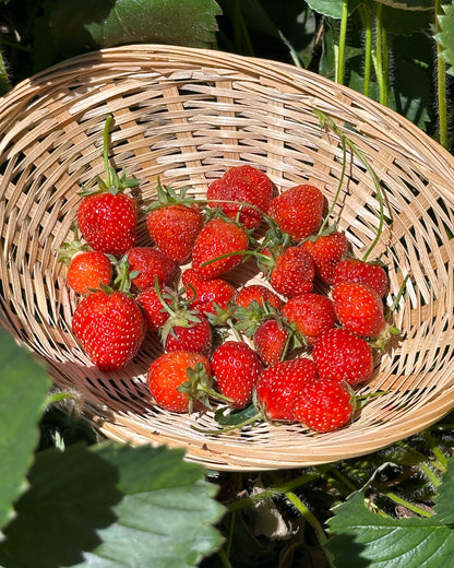 Strawberry Plants - Earliglow June-Bearing