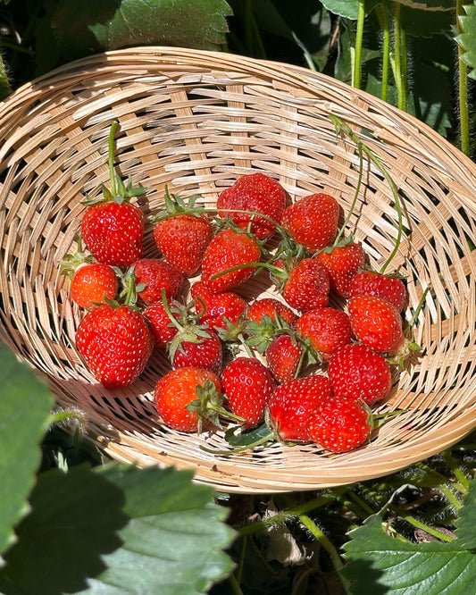 Strawberry Plants - Earliglow June-Bearing