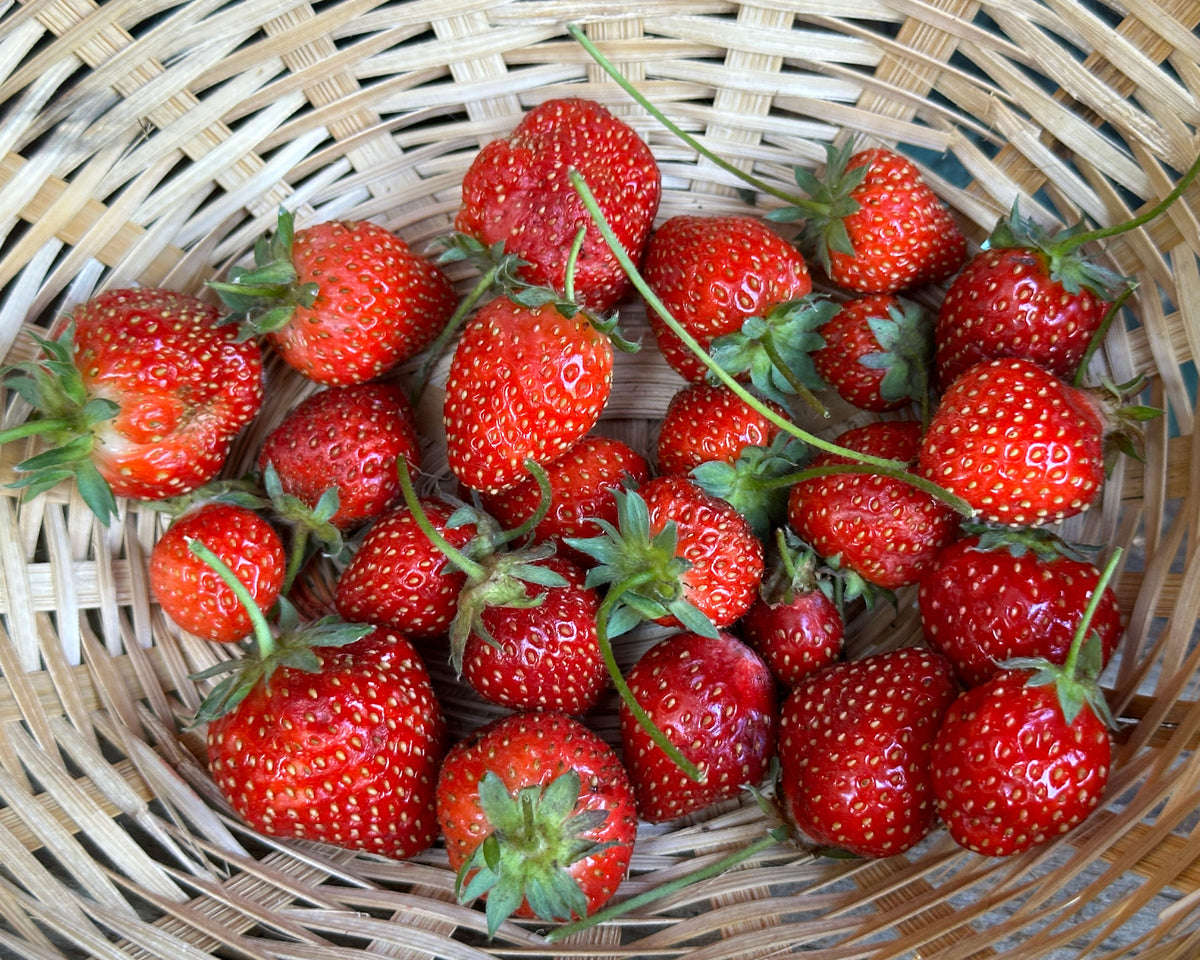Strawberry Plants - Earliglow June-Bearing
