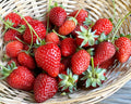 Strawberry Plants - Earliglow June-Bearing