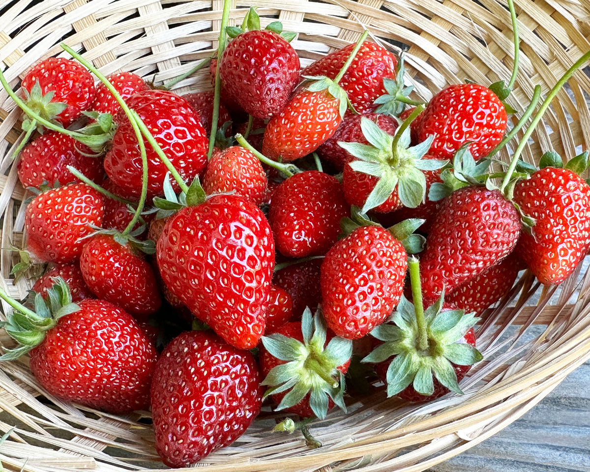 Strawberry Plants - Earliglow June-Bearing