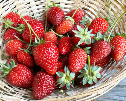 Strawberry Plants - Earliglow June-Bearing