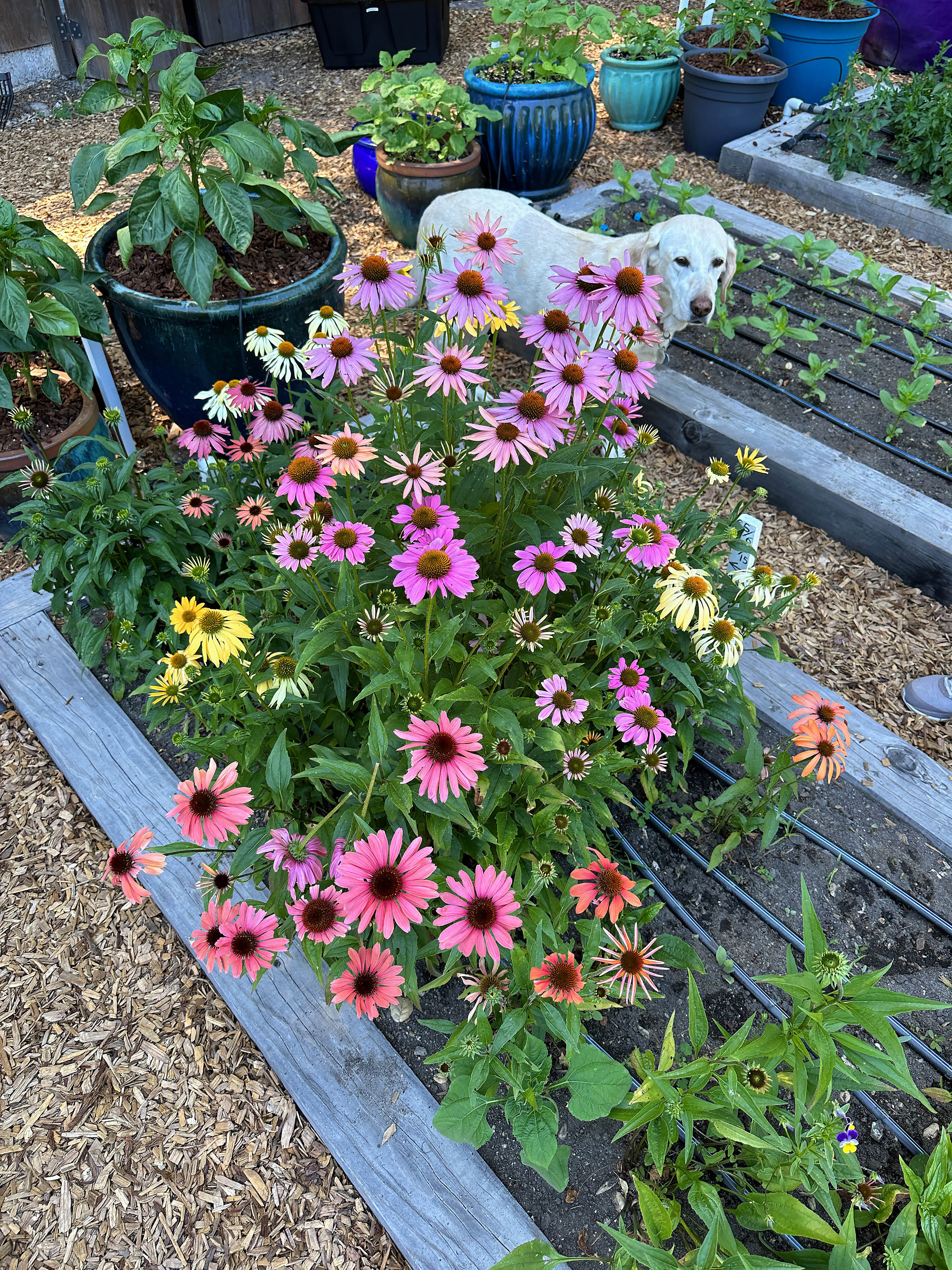 Paradise Mix Echinacea' Butterfly Flowers – Renee's Garden