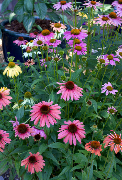 Paradise Mix Echinacea